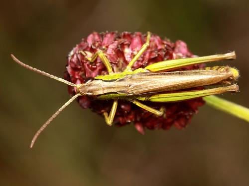 Réf. 51 563 : Pseudochorthippus montanus montanus