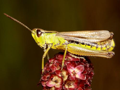 Réf. 51 564 : Pseudochorthippus montanus montanus