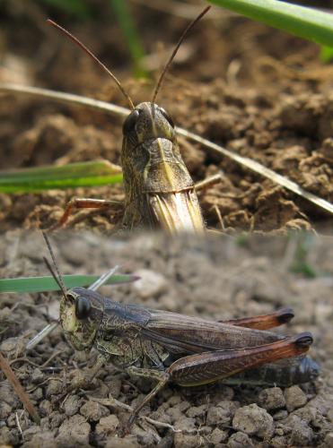 Réf. 51 121 : Stauroderus scalaris scalaris