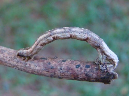 Melanthia procellata