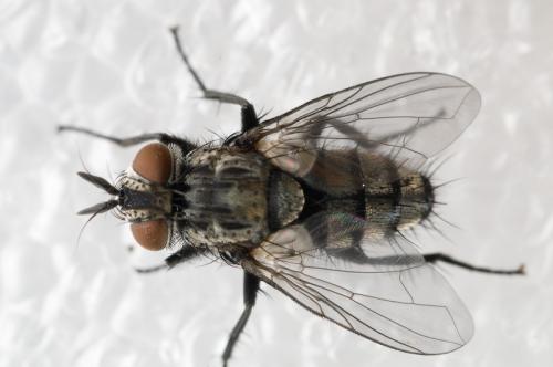 Réf. 51 661 : Compsilura concinnata