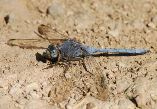 Réf. 51 111 : Orthetrum ransonnetii