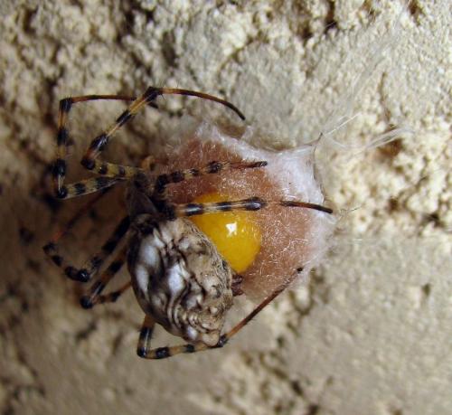 Argiope lobata
