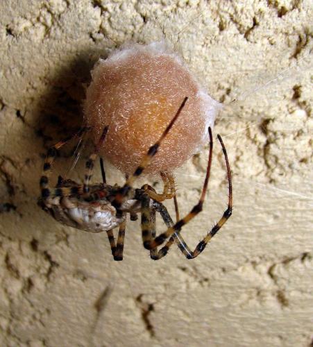 Réf. 51 019 : Argiope lobata