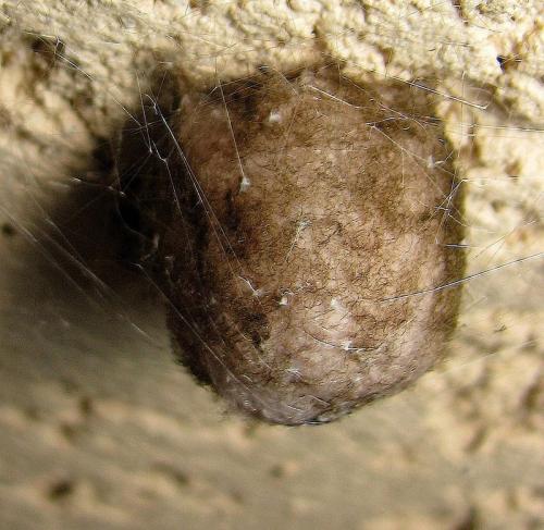 Argiope lobata