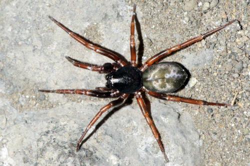 Cetonana laticeps