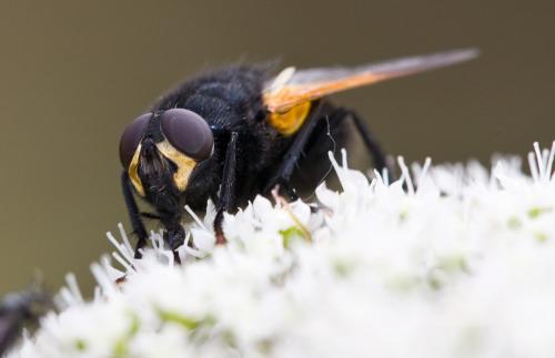 Mesembrina sp.