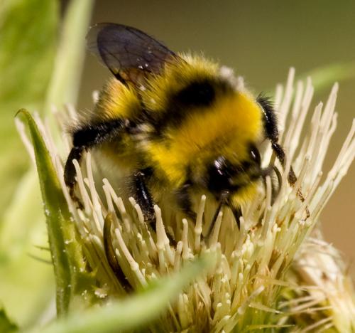 Bombus sp.