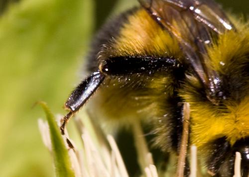 Bombus sp.