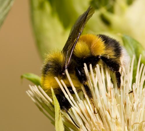 Bombus sp.