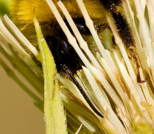 Bombus sp.