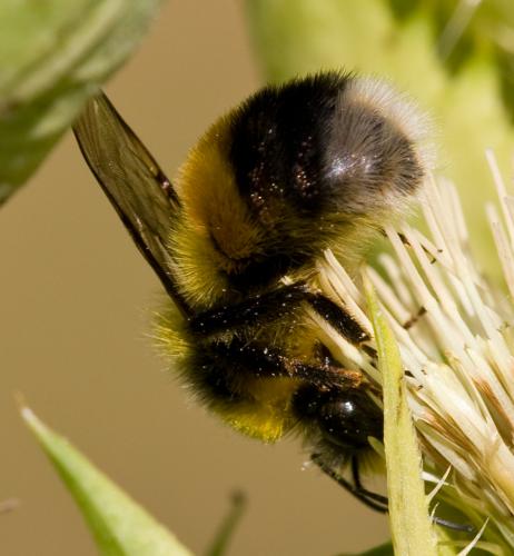 Bombus sp.
