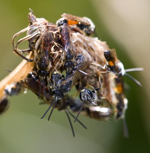 Lasioglossum sp.