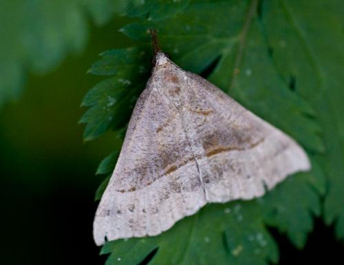 Hypena sp.