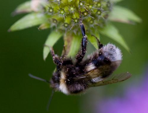 Bombus sp.