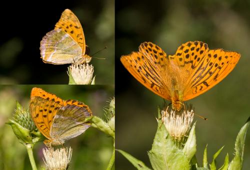 Argynnis paphia