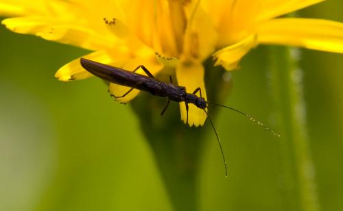 Leuctra sp.