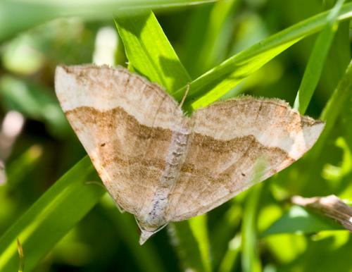 Réf. 51 221 : Scotopteryx chenopodiata
