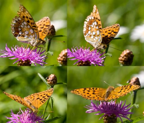 Argynnis adippe