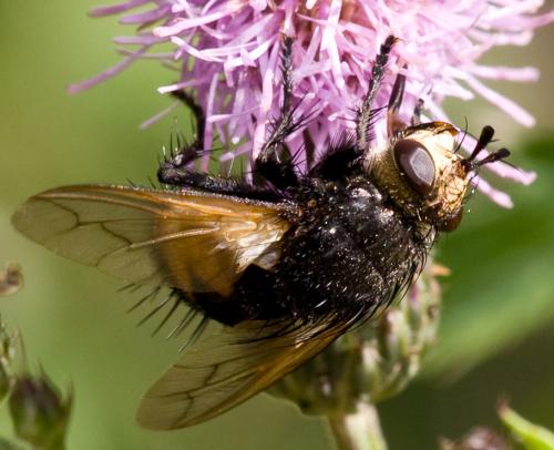 Nowickia ferox