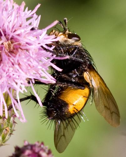 Nowickia ferox