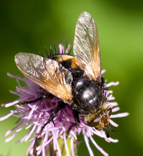 Nowickia ferox