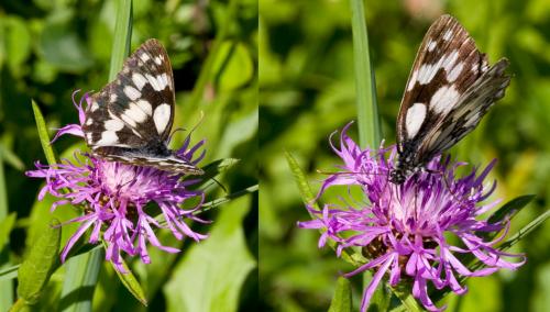 Melanargia galathea