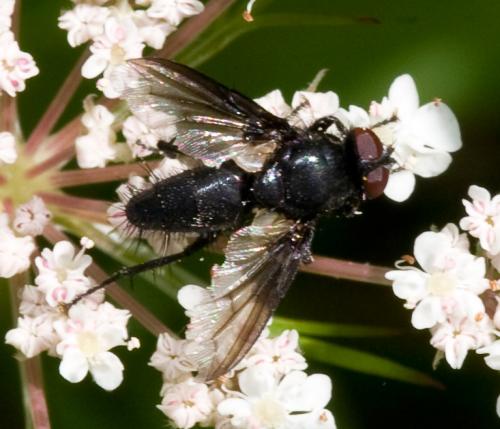 Réf. 51 924 : Nyctia halterata