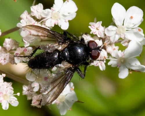 Réf. 51 925 : Nyctia halterata