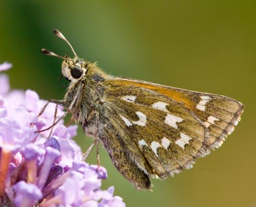 Réf. 51 926 : Hesperia comma