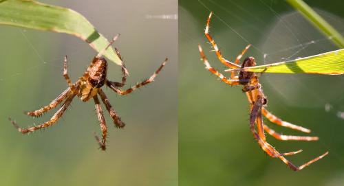 Araneus diadematus