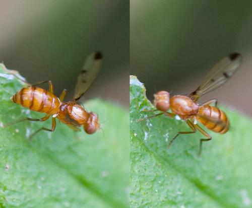 Geomyza sp.