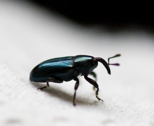 Réf. 51 598 : Aulacobaris sp.