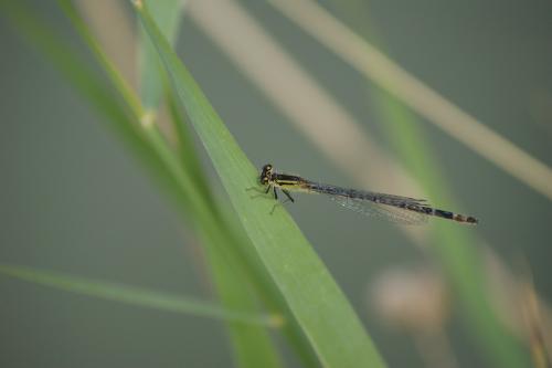 Ischnura elegans