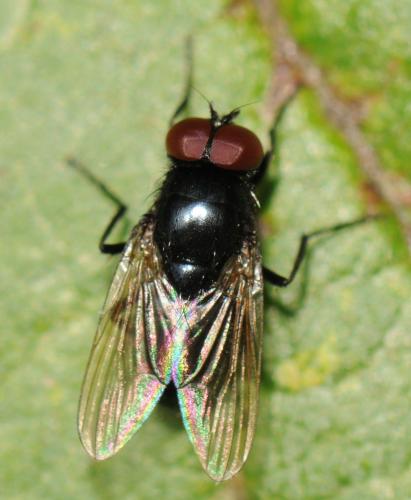 Réf. 51 773 : Hydrotaea ignava