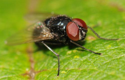 Réf. 51 774 : Hydrotaea ignava