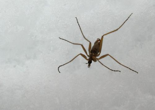 Chionea alpina