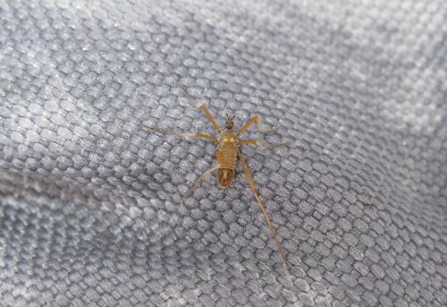 Chionea alpina