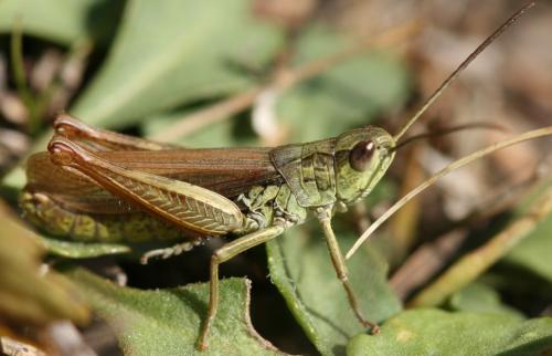 Chorthippus apricarius apricarius