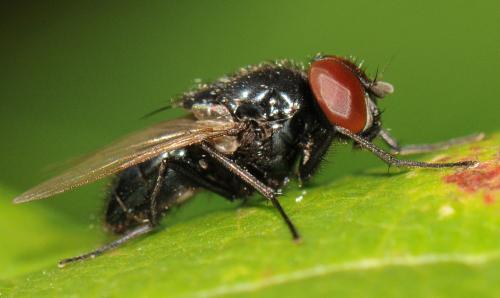 Réf. 51 775 : Hydrotaea ignava