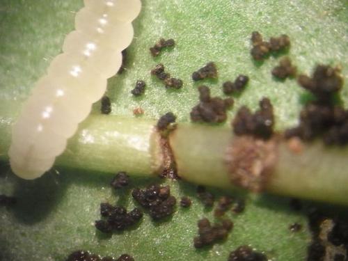 Réf. 51 307 : Gracillaria syringella
