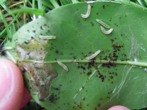 Gracillaria syringella