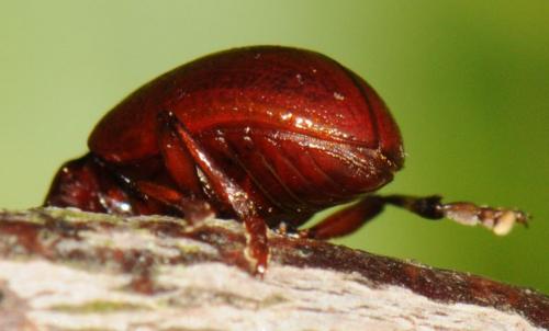 Réf. 51 843 : Chrysolina staphylaea