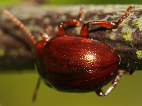 Chrysolina staphylaea