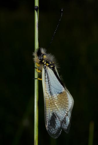 Réf. 51 088 : Libelloides lacteus