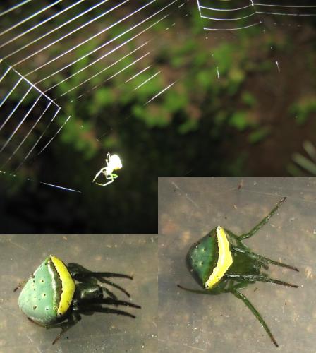 Araneus cyrtarachnoides
