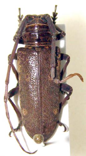Prosopocera cornifrons