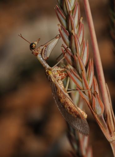 Réf. 51 087 : Mantispa styriaca