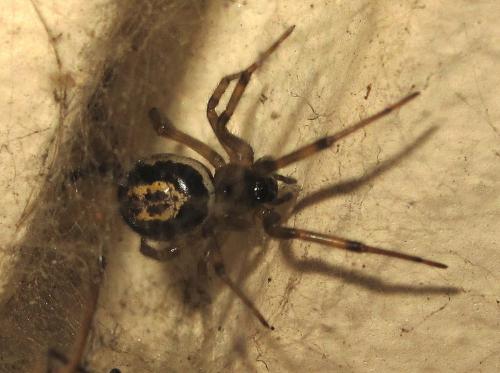 Réf. 51 525 : Steatoda nobilis
