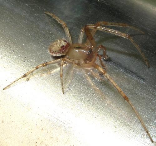 Zygiella atrica